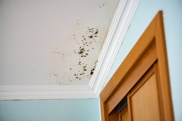 Best Residential Mold Removal  in Lake Como, NJ