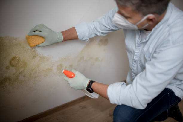 Best Same-Day Mold Removal  in Lake Como, NJ