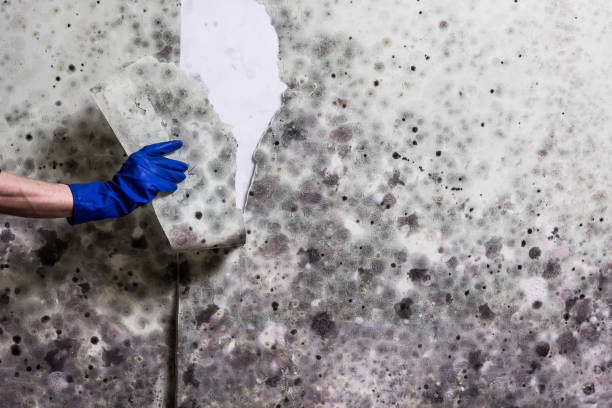Trusted Lake Como, NJ Mold Removal Experts